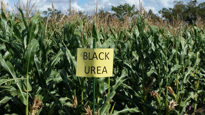 Crops that have been given Black Urea